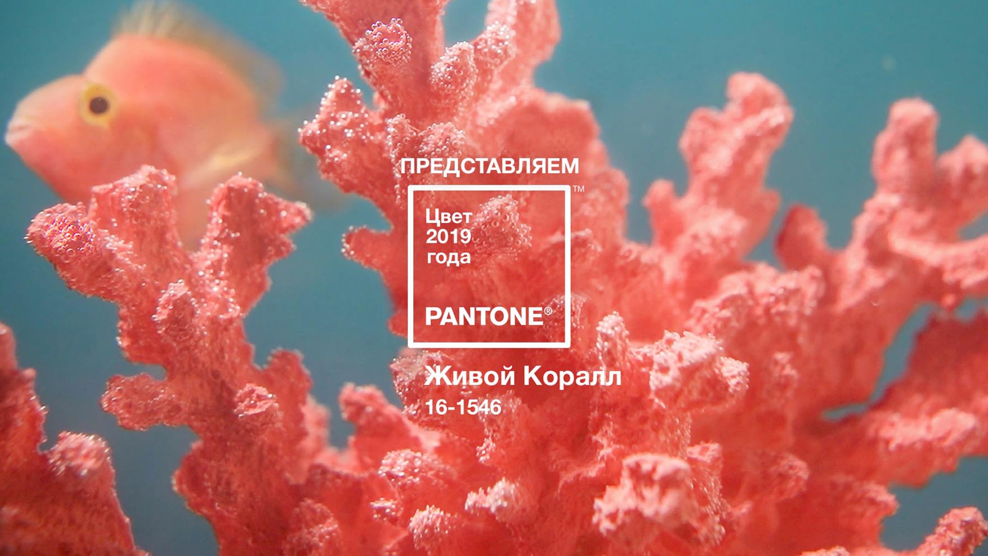 Институт Pantone определил цвет 2019 года