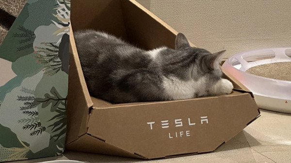 Tesla выпустила картонную лежанку для кошек в стиле Cybertruck
