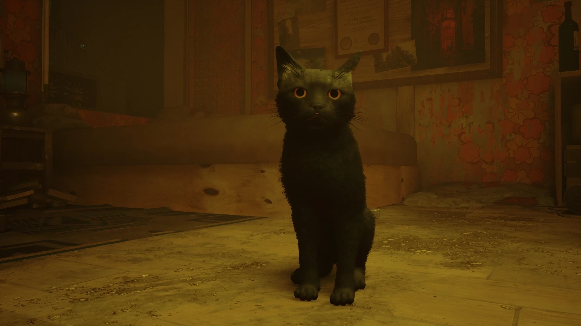 Включи черный кот игры. Новая игра про кота. Игра черный кот. Черный кот Stray. Игра про чёрного кота с оранжевыми глазами.